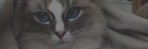 http://forumstatic.ru/files/0019/f3/4b/71976.png