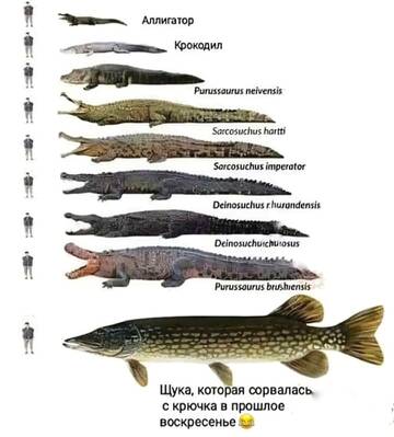 https://forumstatic.ru//uploads/0017/28/55/1124/t651314.jpg