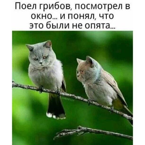 https://forumstatic.ru//uploads/0017/28/55/12/294474.jpg