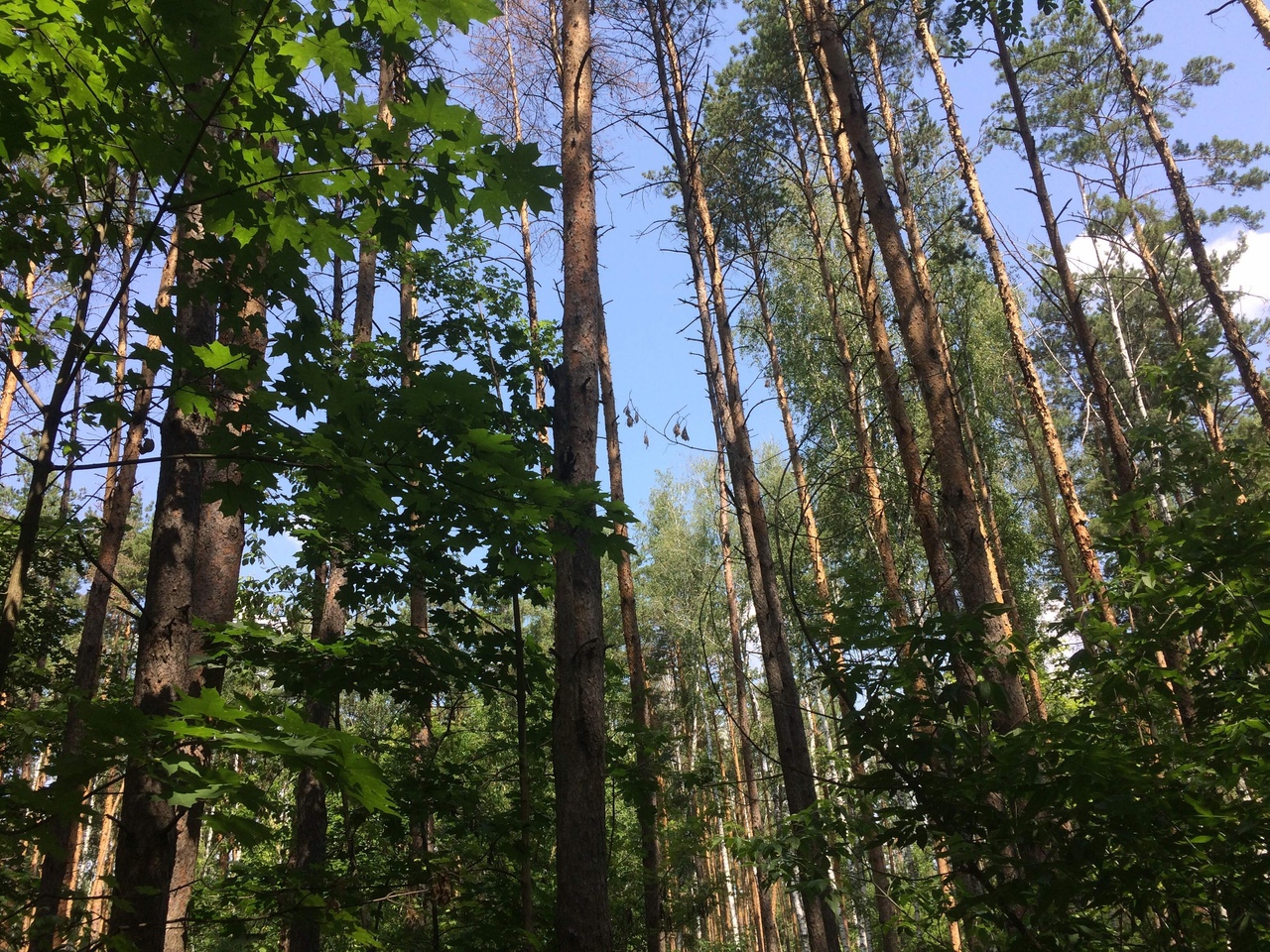https://forumstatic.ru//uploads/0017/28/55/1329/265788.jpg