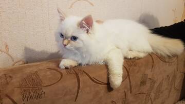 https://forumstatic.ru//uploads/0017/28/55/1371/t205838.jpg