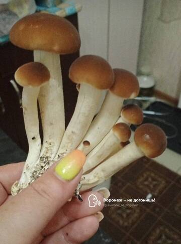 https://forumstatic.ru//uploads/0017/28/55/1371/t555064.jpg