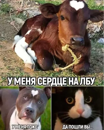 https://forumstatic.ru//uploads/0017/28/55/15/t933462.webp