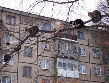 https://forumstatic.ru//uploads/0017/28/55/2487/t13184.jpg