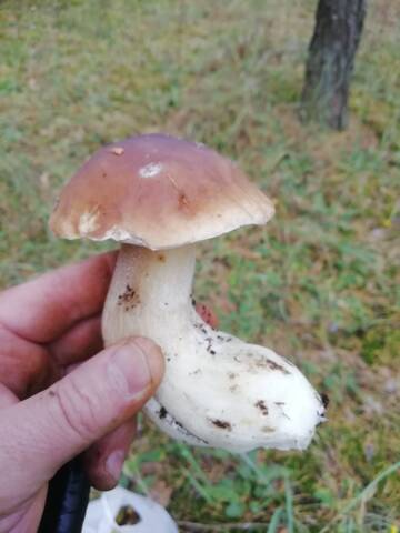 https://forumstatic.ru//uploads/0017/28/55/2550/t521935.jpg