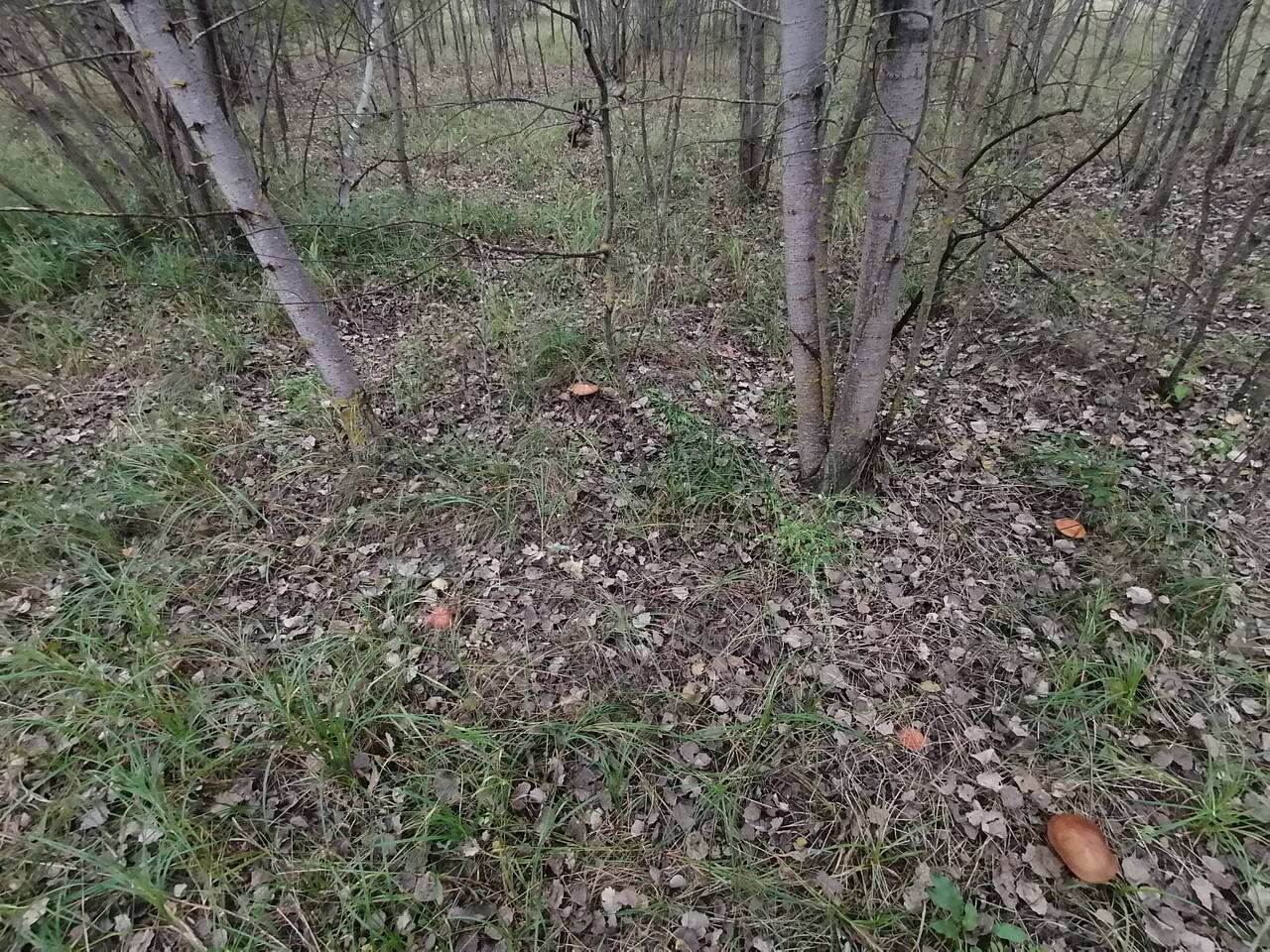 https://forumstatic.ru//uploads/0017/28/55/274/139415.jpg