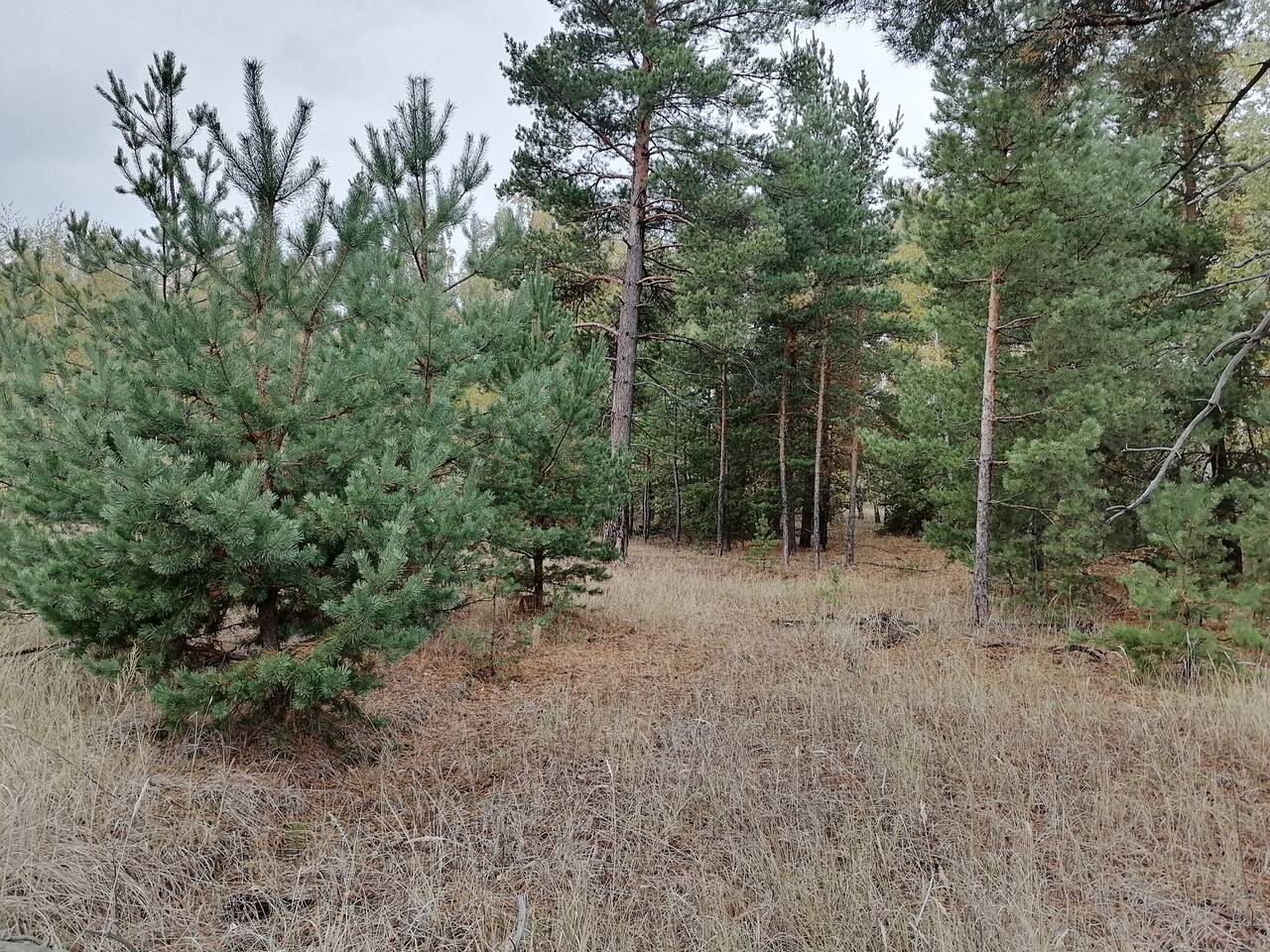 https://forumstatic.ru//uploads/0017/28/55/274/554130.jpg