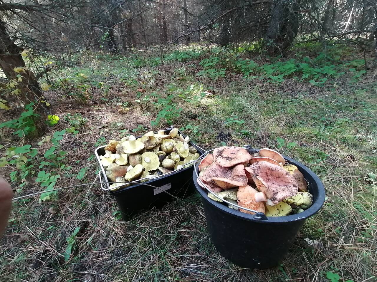 https://forumstatic.ru//uploads/0017/28/55/274/664778.jpg