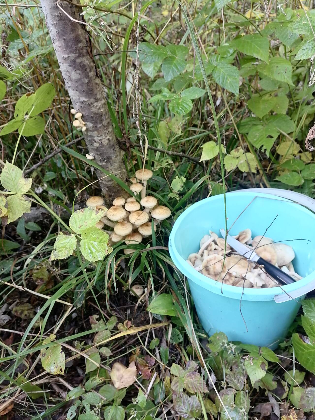 https://forumstatic.ru//uploads/0017/28/55/274/789300.jpg