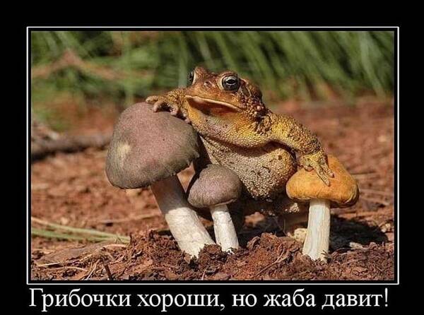 https://forumstatic.ru//uploads/0017/28/55/2778/t577811.jpg