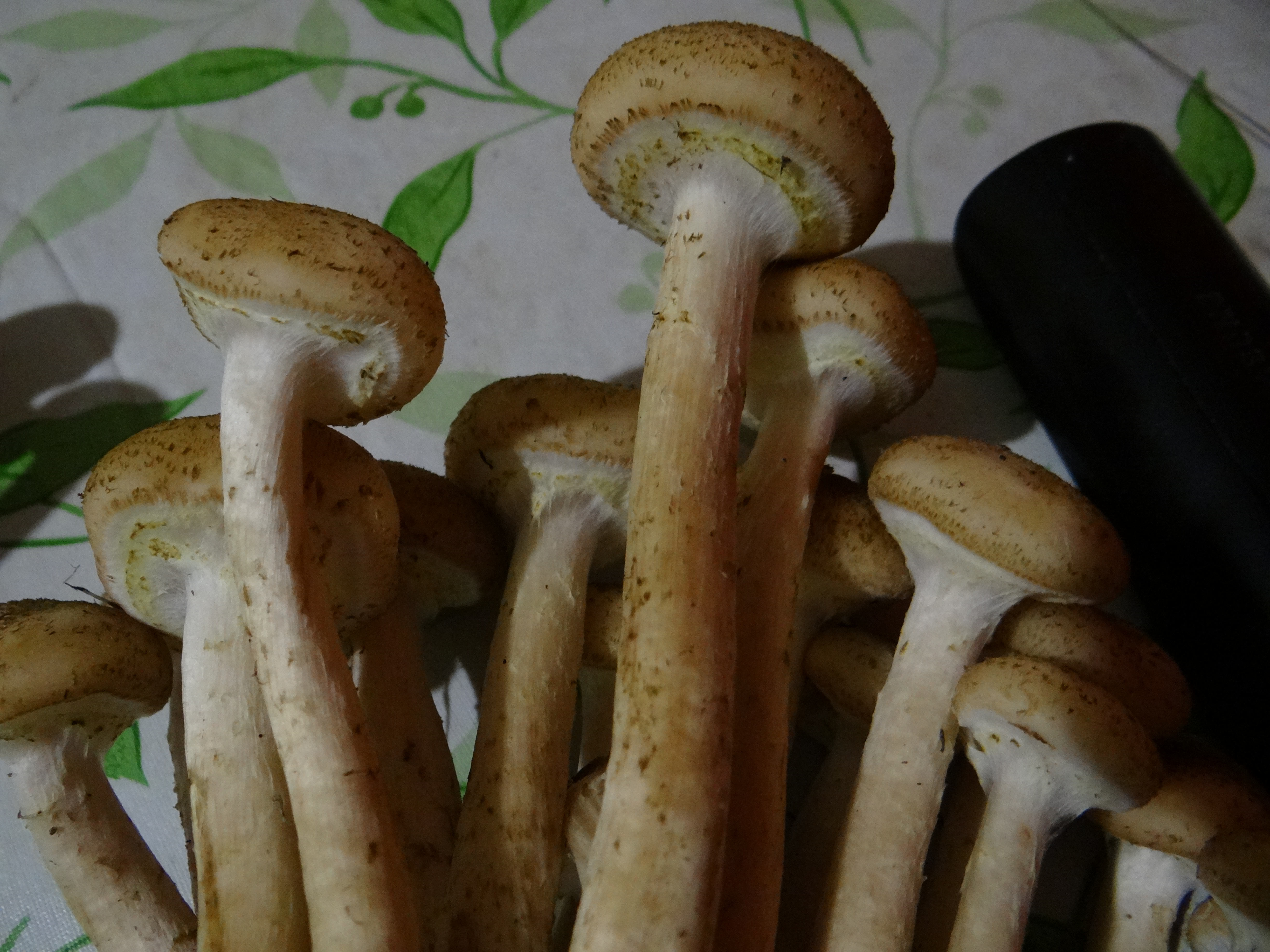 https://forumstatic.ru//uploads/0017/28/55/29/381369.jpg
