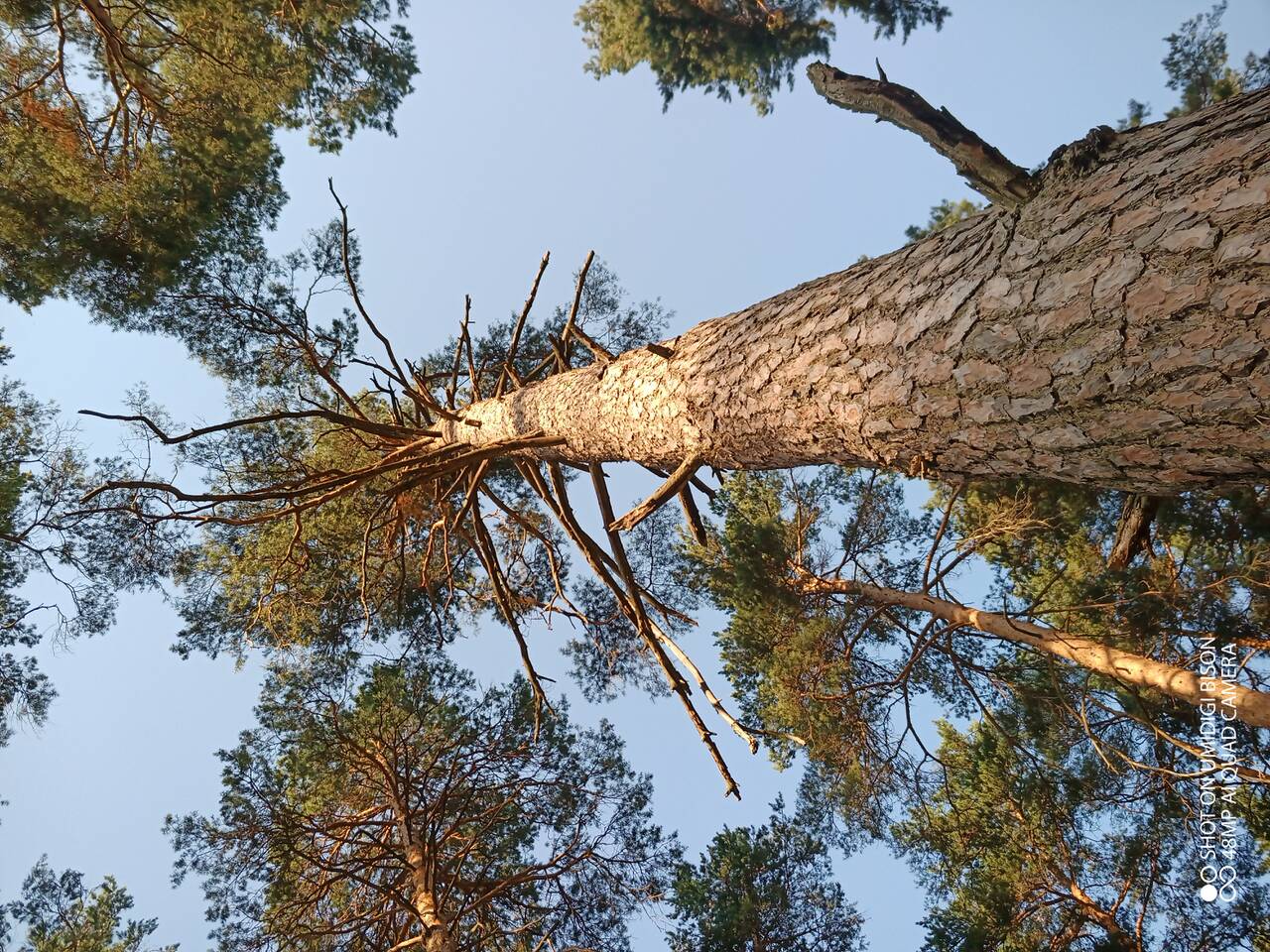 https://forumstatic.ru//uploads/0017/28/55/7/710213.jpg