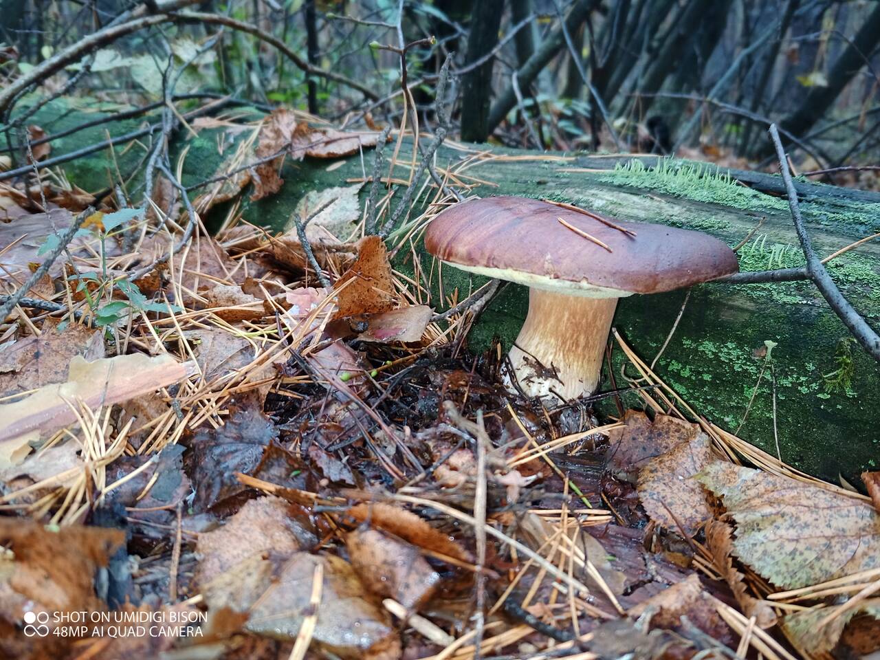 https://forumstatic.ru//uploads/0017/28/55/7/885963.jpg