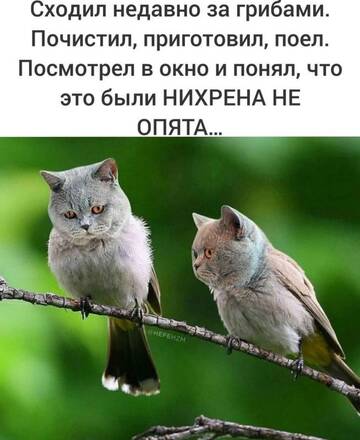 https://forumstatic.ru//uploads/0017/28/55/73/t602499.jpg