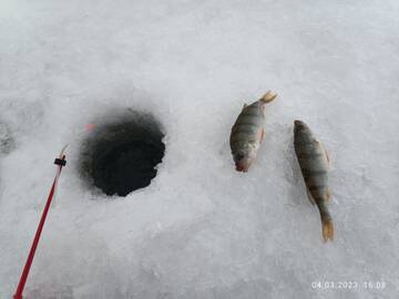 https://forumstatic.ru//uploads/0017/28/55/96/t717038.jpg