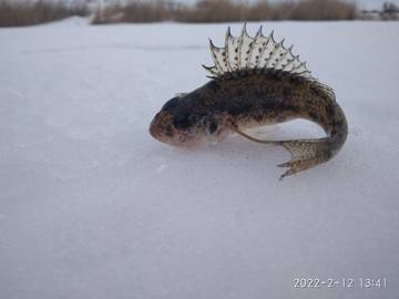 https://forumstatic.ru//uploads/0017/28/55/96/t994913.jpg
