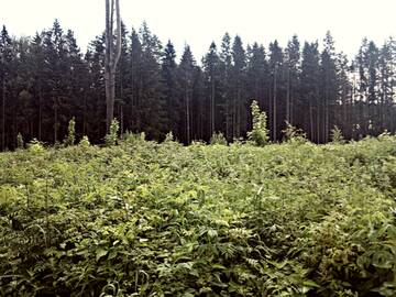 https://forumstatic.ru//uploads/0019/3a/78/164/t66681.jpg