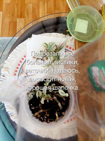 https://forumstatic.ru//uploads/0019/3a/78/212/t182900.jpg