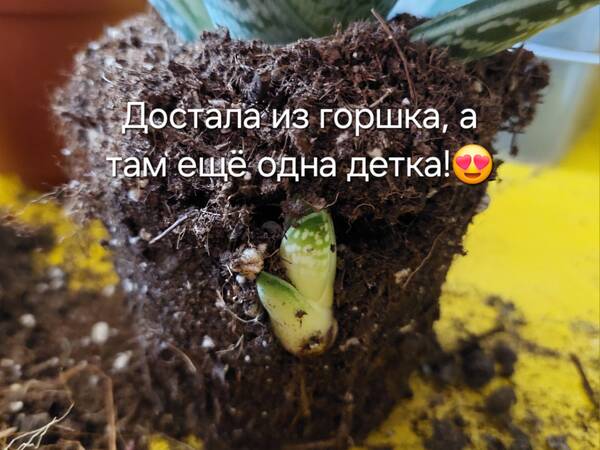 https://forumstatic.ru//uploads/0019/3a/78/212/t186396.jpg
