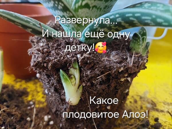 https://forumstatic.ru//uploads/0019/3a/78/212/t253403.jpg