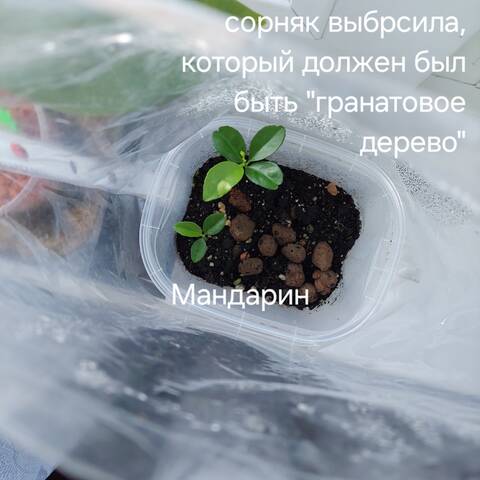 https://forumstatic.ru//uploads/0019/3a/78/212/t271200.jpg