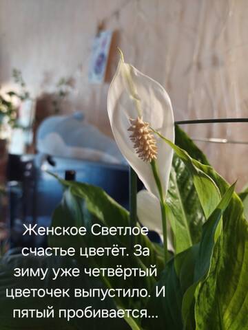 https://forumstatic.ru//uploads/0019/3a/78/212/t422784.jpg