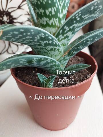 https://forumstatic.ru//uploads/0019/3a/78/212/t453123.jpg