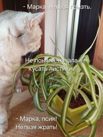 https://forumstatic.ru//uploads/0019/3a/78/212/t486576.jpg