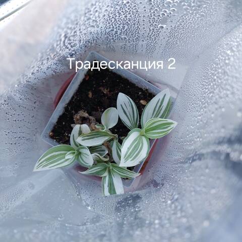 https://forumstatic.ru//uploads/0019/3a/78/212/t507977.jpg
