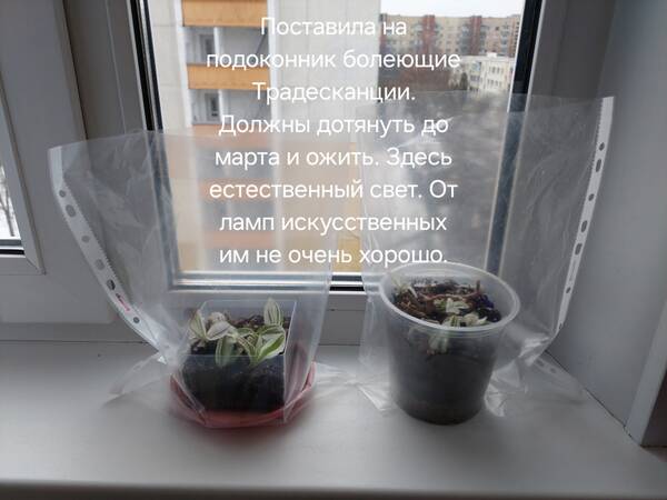 https://forumstatic.ru//uploads/0019/3a/78/212/t513432.jpg