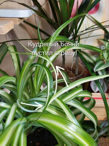 https://forumstatic.ru//uploads/0019/3a/78/212/t569753.jpg