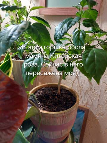 https://forumstatic.ru//uploads/0019/3a/78/212/t718317.jpg
