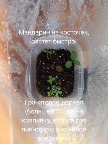 https://forumstatic.ru//uploads/0019/3a/78/212/t79225.jpg
