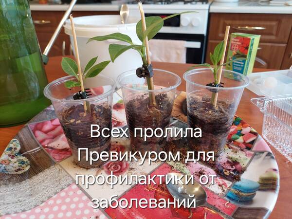 https://forumstatic.ru//uploads/0019/3a/78/212/t82383.jpg