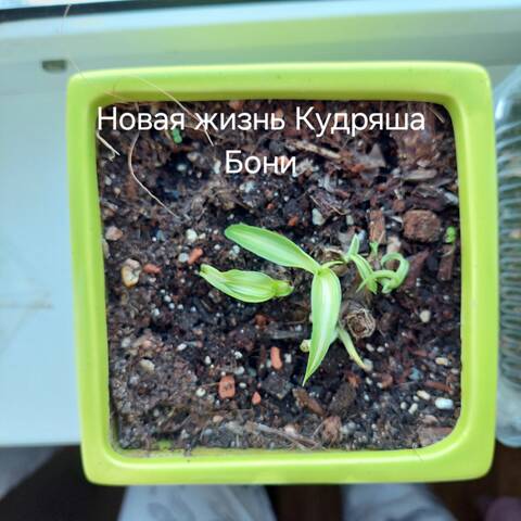 https://forumstatic.ru//uploads/0019/3a/78/212/t847377.jpg