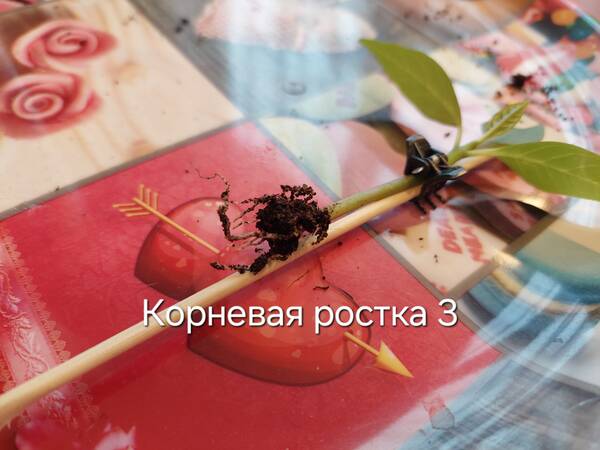 https://forumstatic.ru//uploads/0019/3a/78/212/t889380.jpg