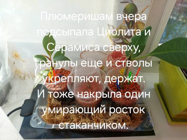 https://forumstatic.ru//uploads/0019/3a/78/212/t892087.jpg