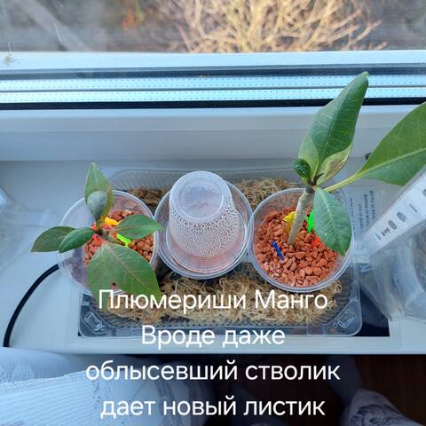 https://forumstatic.ru//uploads/0019/3a/78/212/t93985.jpg