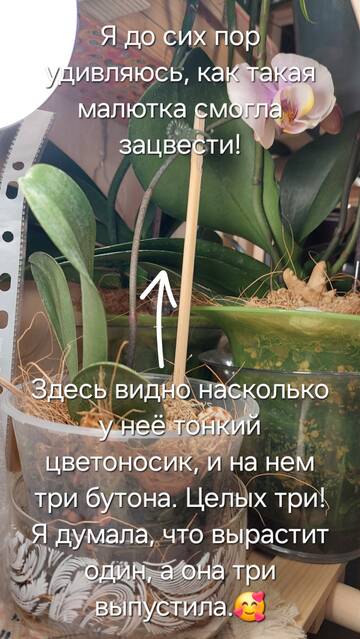 https://forumstatic.ru//uploads/0019/3a/78/212/t985375.jpg