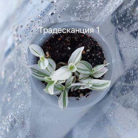 https://forumstatic.ru//uploads/0019/3a/78/212/t988017.jpg