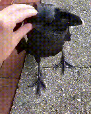 https://forumstatic.ru//uploads/0019/3a/78/253/t201065.gif