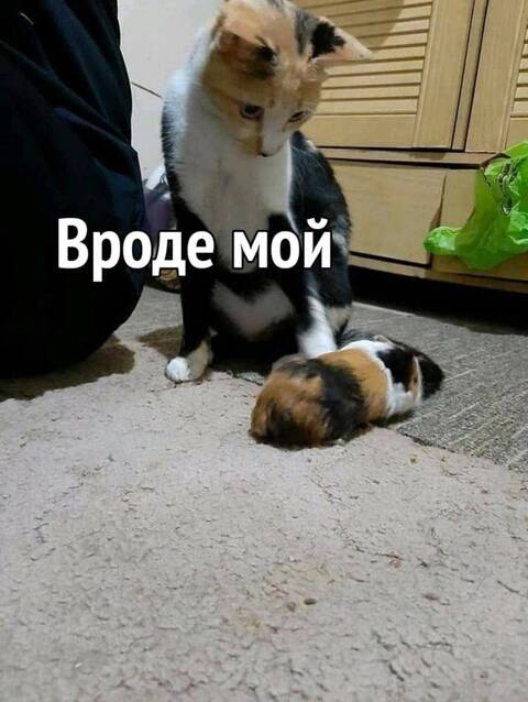 https://forumstatic.ru//uploads/0019/3a/78/253/t324624.jpg