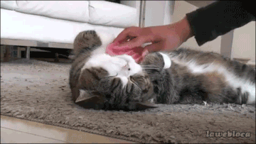 https://forumstatic.ru//uploads/0019/3a/78/253/t549223.gif