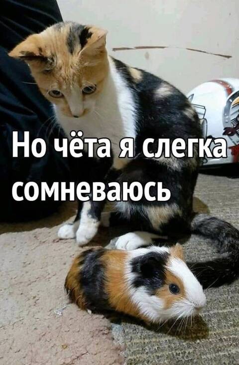 https://forumstatic.ru//uploads/0019/3a/78/253/t639072.jpg