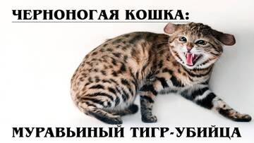 https://forumstatic.ru//uploads/0019/3a/78/272/t791831.jpg