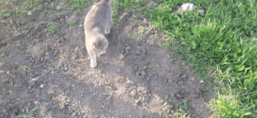 https://forumstatic.ru//uploads/0019/3a/78/4/t509683.gif