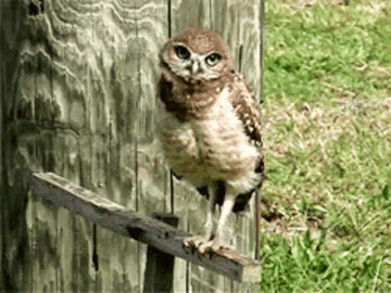 https://forumstatic.ru//uploads/0019/3a/78/4/t675160.gif