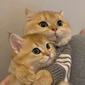 https://forumstatic.ru//uploads/001c/2a/d4/8/838879.png