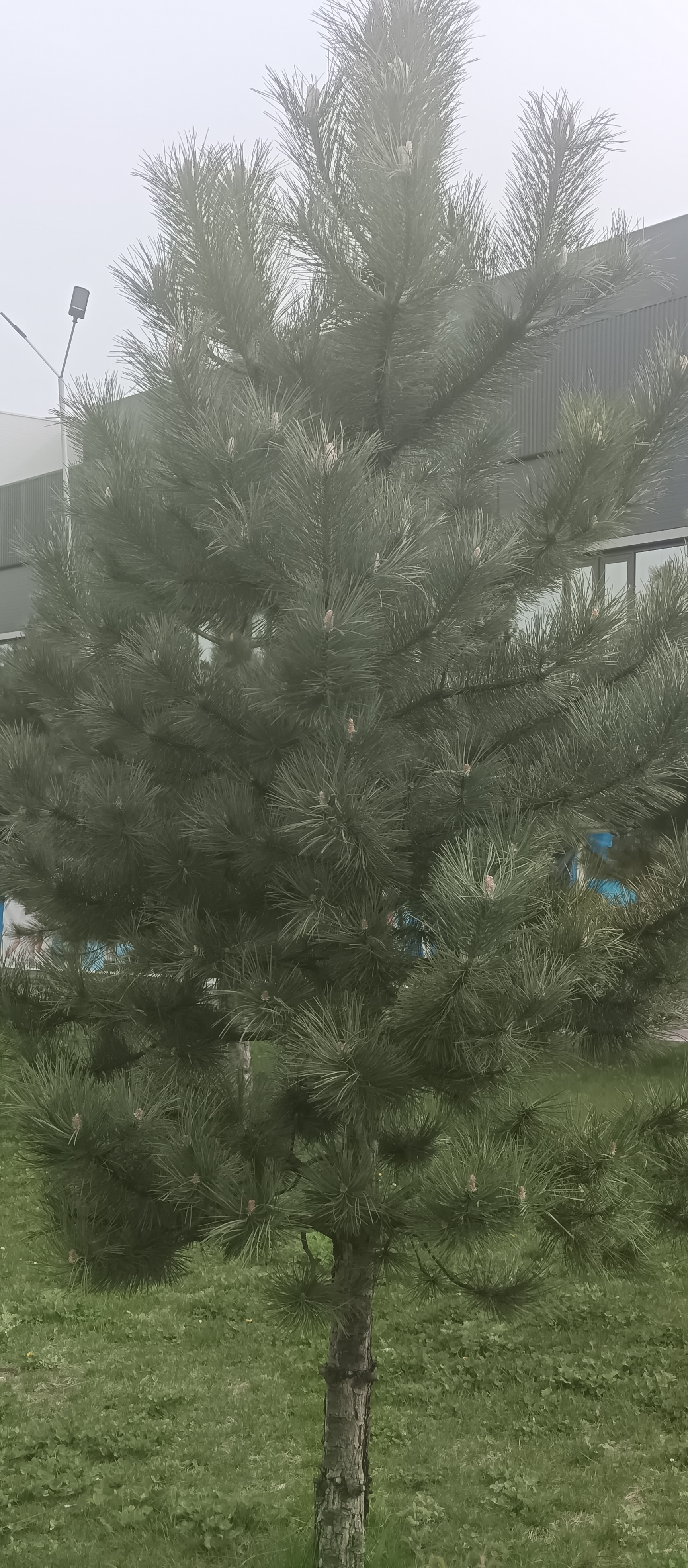 https://forumstatic.ru//uploads/001c/76/31/3/43251.jpg