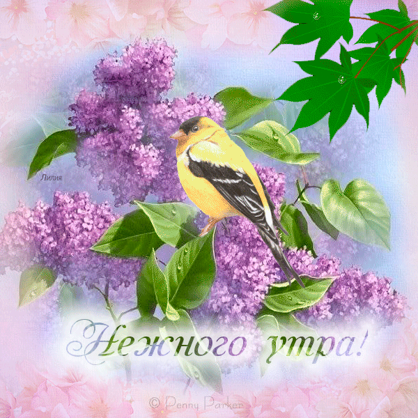 https://forumstatic.ru//uploads/001c/76/31/3/936084.gif